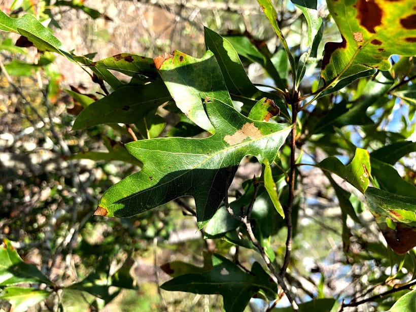 Atlanta Botanical Garden | Conservation of the Georgia Oak (Quercus