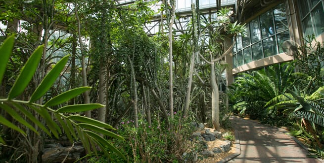 Atlanta Botanical Garden Desert House