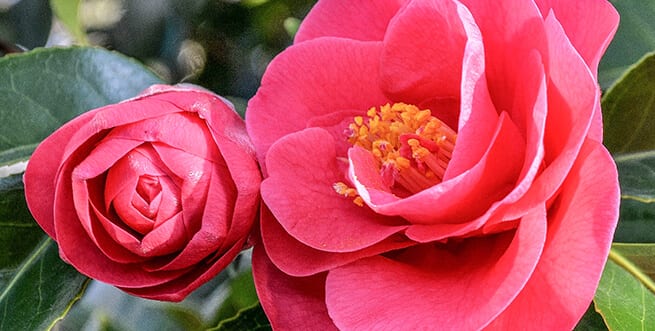 Atlanta Botanical Garden Giulio Nuccio Variegated Camellia