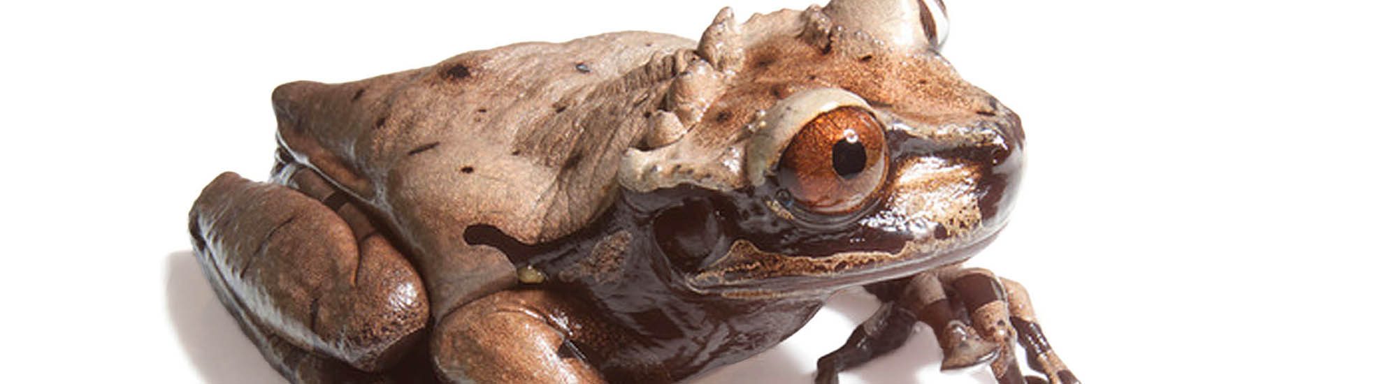 Atlanta Botanical Garden | Frogs of Panama